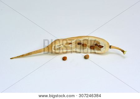 Radish Seeds In The Pod On White Background.