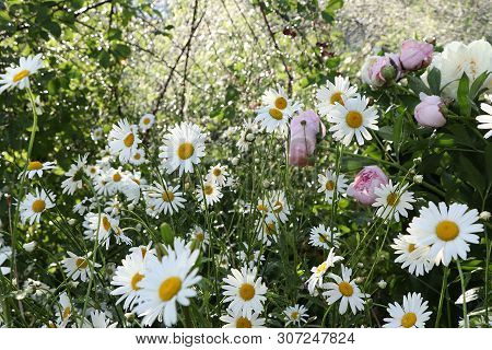 Summer Rain In The Garden And Daisies With Drops On The Bokeh Background, Blurred Focus. Beautiful S