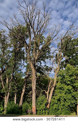 Mature Diseased Tree Are Marked With An Orange 