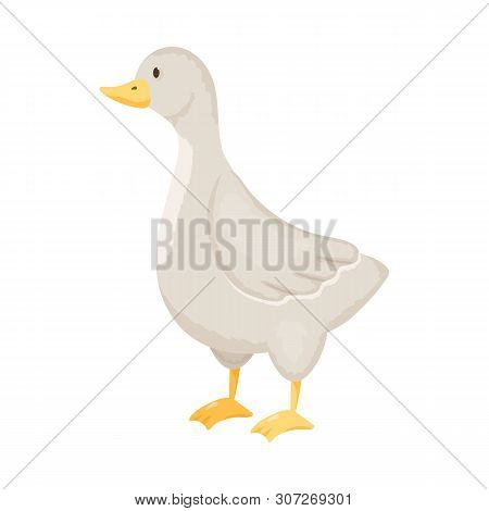 Vector Illustration Of Goose And Pet Logo. Collection Of Goose And Canada Stock Vector Illustration.