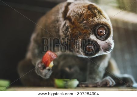 Slow Loris Monkey. Laurie, The Little Monkey, With The Big Round Eyes With The Surprise Emotion On H