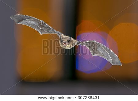 Flying Pipistrelle Bat (pipistrellus Pipistrellus) Animal Hunting On Colorful Background Of Window I