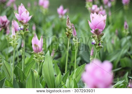 Siam Tulip Flower, Patumma In Close Up