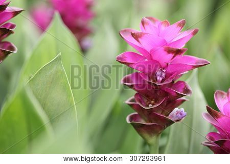 Siam Tulip Flower, Patumma In Close Up