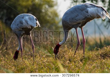 A Nature Painting And Beautiful Home Decor Scenery Which Is Pleasing To Eyes Created By Sarus Crane 