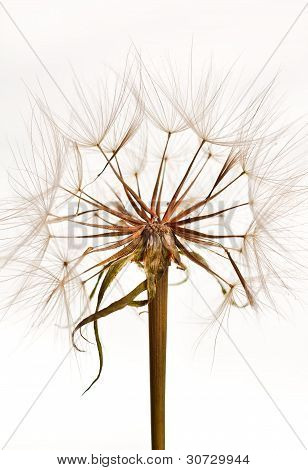 Dandilions stále na stonku