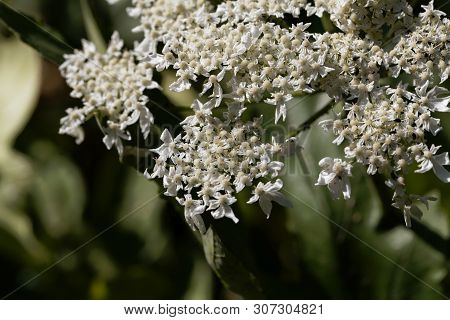 Giant Hogweed Flowers, Heracleum Mantegazzianum.