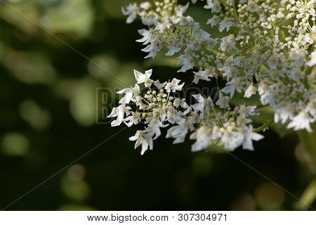 Giant Hogweed Flowers, Heracleum Mantegazzianum.