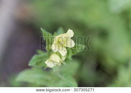 Flower Of A White Henbane, Hyoscyamus Albus.
