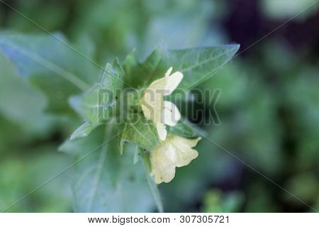 Flower Of A White Henbane, Hyoscyamus Albus.