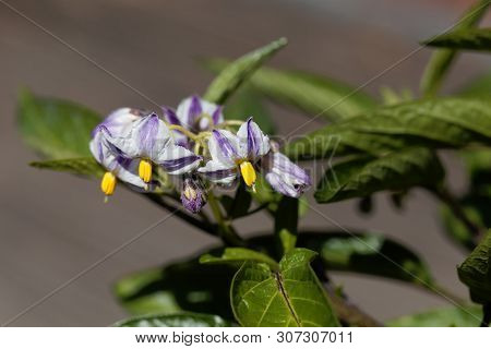 Flower Of A Pepino Dulce, Solanum Muricatum.