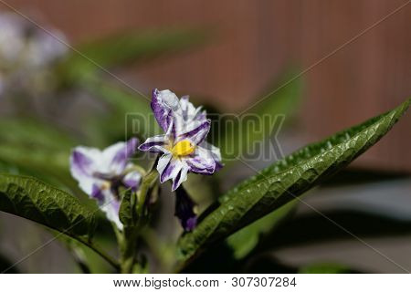 Flower Of A Pepino Dulce, Solanum Muricatum.