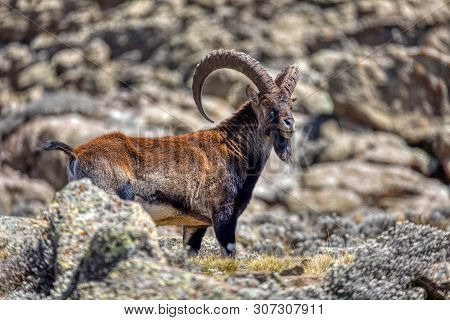 Very Rare Walia Ibex, Capra Walia, One Of The Rarest Ibex In World. Only About 500 Individuals Survi
