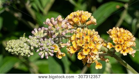 Buddleja Sungold (buddleja Weyeriana), Flowers Of Summer