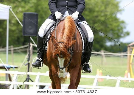 Head Shot Portrait Close Up Of A Young Horse On Show Jumping Event. Side View Head Shot Of A Beautif
