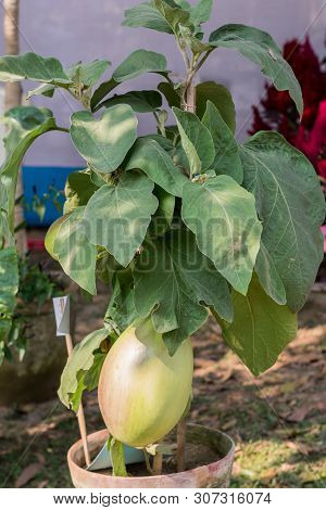 Gourds Fruits (cucurbitaceae) Flowering Plant. It Belongs To Family Like Cucurbita And Lagenaria Lik