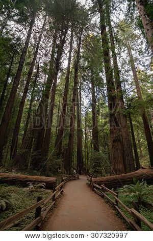 Muir Woods, California - August 3,2016 : A Walkway In Muir Woods National Park Leads To Large Redwoo