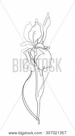 Iris One Line Drawing Continuous Line Vector