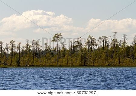 Forest On The Shore Of The Lake Keret. Russia, Karelia.