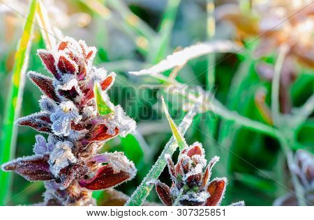 Frosted Purple Flower In The Morning With Sunlight. Beautiful Frost On Green Leaves In Garden. Natur