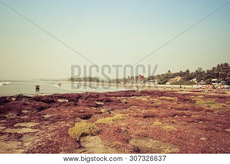 Goa, India - December 20, 2018: View Of The Morjim Beach. Beach Life