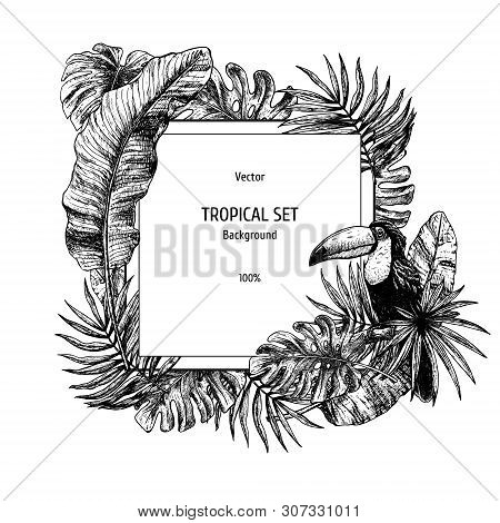 Drawing Background With Tropical Leaves And Bird Toucan. Vector Sketch. Illustration On White Backgr