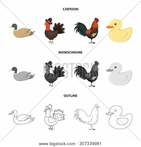 Vector Design Of Funny And Poultry Logo. Collection Of Funny And Farming Stock Vector Illustration.