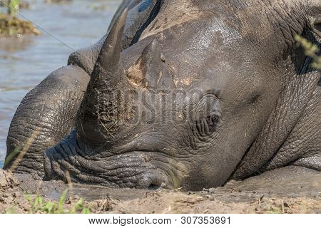 Close-up Of A White Rhino, Ceratotherium Simum Simum, Taking A Mudbath