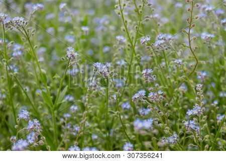 True Forget-me-nots Myosotis Scorpioides- The Alpine Dainty Perennial That Blooms In Early Summer.