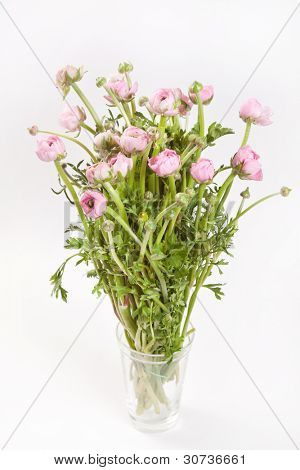 Ranuncolo rosa