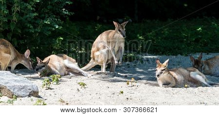 The Agile Wallaby, Macropus Agilis Also Known As The Sandy Wallaby Is A Species Of Wallaby Found In 