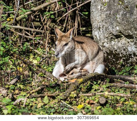 The Agile Wallaby, Macropus Agilis Also Known As The Sandy Wallaby Is A Species Of Wallaby Found In 
