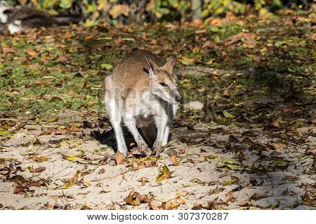 The Agile Wallaby, Macropus Agilis Also Known As The Sandy Wallaby Is A Species Of Wallaby Found In 