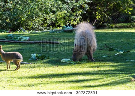 The Capybara, Hydrochoerus Hydrochaeris Is A Mammal Native To South America. It Is The Largest Livin