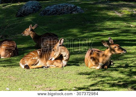Indian Blackbuck, Antelope Cervicapra Or Indian Antelope. The Blackbuck Inhabits Grassy Plains And S