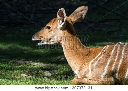 Indian Blackbuck, Antelope Cervicapra Or Indian Antelope. The Blackbuck Inhabits Grassy Plains And S