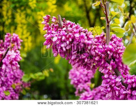 Pink Acacia Bunch Clammy Locust Robinia Viscosa Or Robinia Hispida