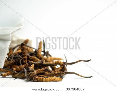 Closeup Of Ophiocordyceps Sinensis Or Mushroom Cordyceps In White Cloth Bag On Isolated Background. 