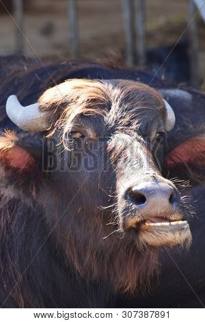Portrait Of A Wild Brown And Horned Yak Bos Mutus In The Foothills Of The North Caucasus