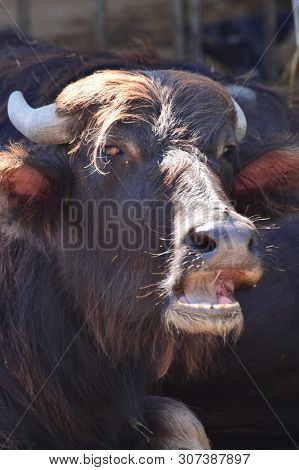 Portrait Of A Wild And Brown Yak Bos Mutus In The Foothills Of The North Caucasus