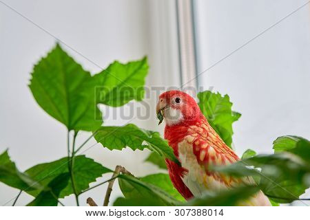 Rosella Parrot Color Ruby Sitting On A Branch Of A Chinese Rose.