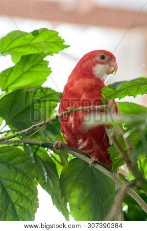 Rosella Parrot Color Ruby Sitting On A Branch Of A Chinese Rose.