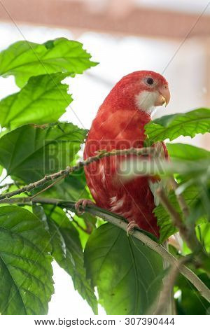 Rosella Parrot Color Ruby Sitting On A Branch Of A Chinese Rose.