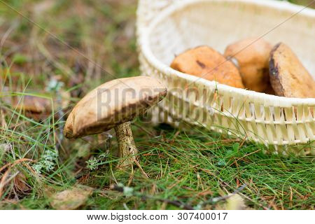 season, nature and leisure concept - wicker basket with brown cap boletus mushrooms in autumn forest