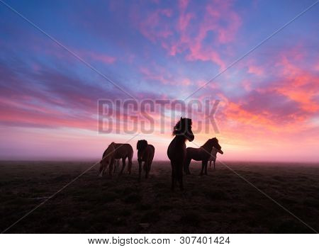 Group of Icelandic horses in beautiful sunset. Mystical and dramatic landscape with coloured sky.