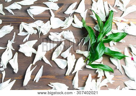 Dark Green Leaves And White Petals On A Wooden Background. View From Above.