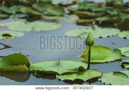 Green Lotus Is Not Blooming. In The Pool In The Park After The Rain In The Evenin