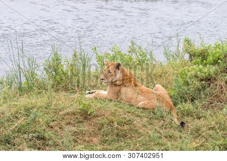 A Lioness, Panthera Leo, Lying Down Next To The Letaba River