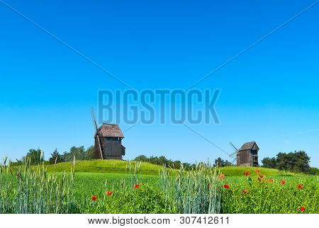 Rural Landscape With Historical Windmills Behind Wheet Field In Spring With Orange Poppy Flowers In 