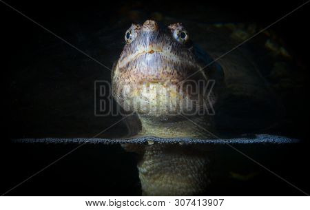 Turtle Head Water Reptile Giant Monster Eye